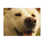 Akita Postcard