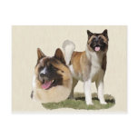 Akita postcards