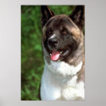 Akita Posters