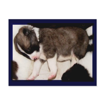 Akita Pup Postcard #5 by Petcetera