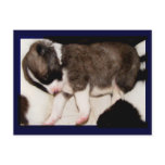 Akita Pup Postcard #5