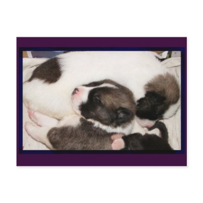 Akita Puppies Postcard by Petcetera