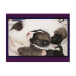 Akita Puppies Postcard
