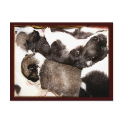 Akita puppies Postcard #3 by Petcetera