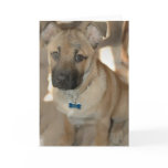Akita Puppy Greeting Card