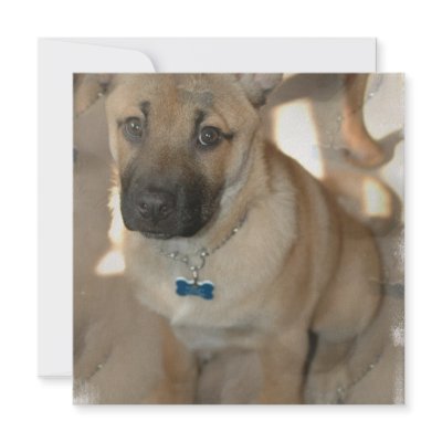 Akita Puppy Invitation by DogPoundGifts