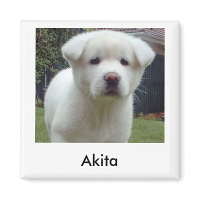 Akita Puppy Magnet by vicki_cacciatore