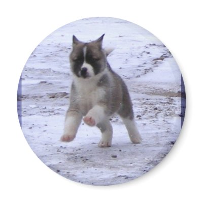 Akita Puppy Magnets by Petcetera