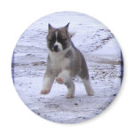 Akita Puppy Magnets