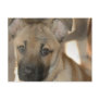 Akita Puppy Postcard