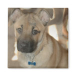 Akita Puppy Square Magnet