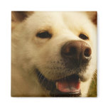 Akita Square Magnet