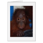 Akmad's baby cards