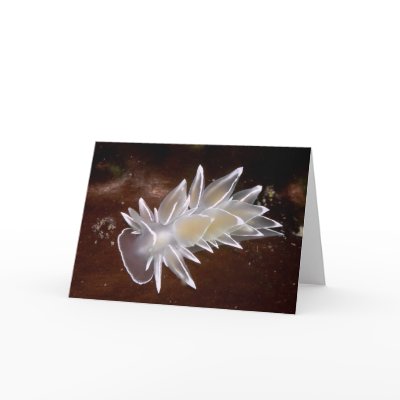 Alabaster Nudibranch - Cards by naturediver