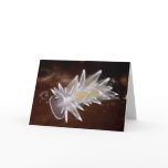 Alabaster Nudibranch - Cards