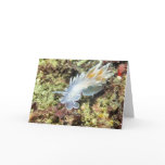 Alabaster Nudibranch - Cards