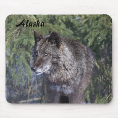 Alaska Black Wolf Mousepad by frostbitephotos