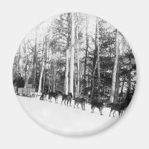 Alaska Dog Sledding Fridge Magnet
