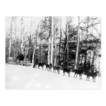 Alaska Dog Sledding Post Card