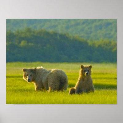 Alaska Grizzly Bears Posters by fasts_photo