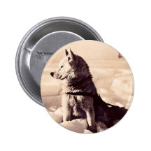 Alaska Iditarod Dog Buttons