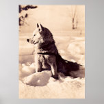Alaska Iditarod Dog, circa 1940 Poster