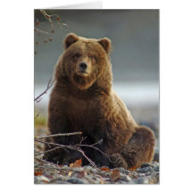 Alaskan Brown Bear at Kenai NWR, Alaska Card