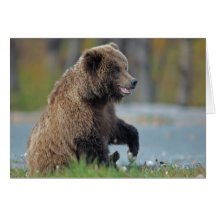 Alaskan Brown Bear at Kenai NWR Greeting Card