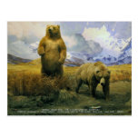alaskan brown bear post card