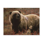Alaskan Brown Bear Post Cards