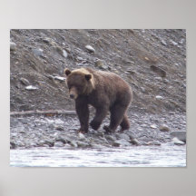 Alaskan Brown Bear Poster Print