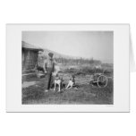 Alaskan Dog Cart Transport 1916 Cards