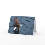 Alaskan eagle on water cards