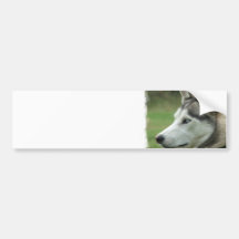 Alaskan Husky Bumper Sticker