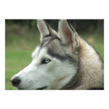 Alaskan Husky Invitation