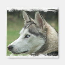 Alaskan Husky Square Magnet