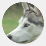 Alaskan Husky Sticker