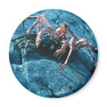 Alaskan King Crab Refrigerator Magnets