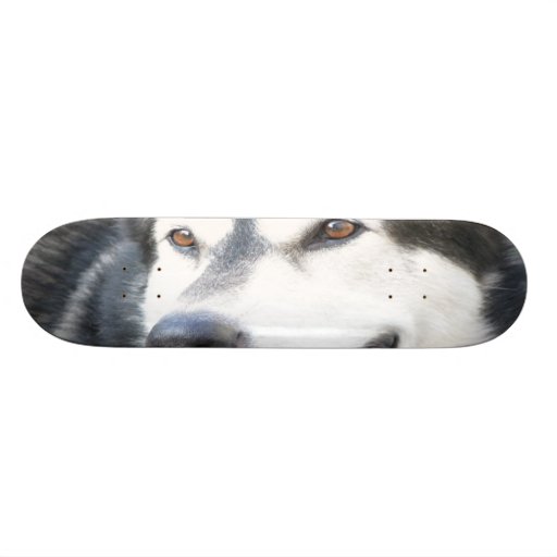 Alaskan Malammute pet dog skateboard