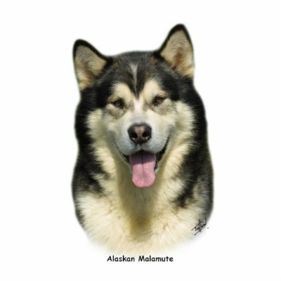 Alaskan Malamute 8T070D-03 Photo Cut Outs by TraffordPhotos