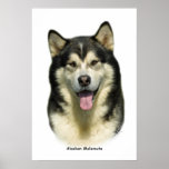 Alaskan Malamute 8T070D-03 Posters