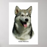 Alaskan Malamute 9R034D-191 Posters