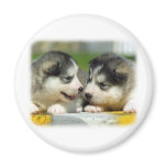 Alaskan Malamute 9R034D-348 Magnets