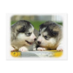 Alaskan Malamute 9R034D-348 Post Cards