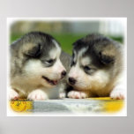 Alaskan Malamute 9R034D-348 Posters