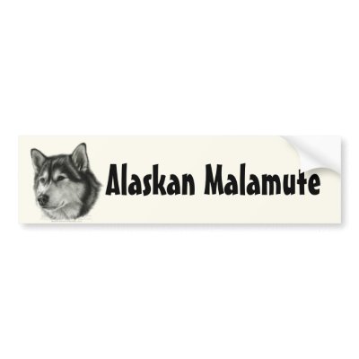 Alaskan Malamute Bumper Stickers by petspictured