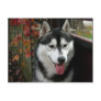 Alaskan Malamute Dog 3 Post Cards