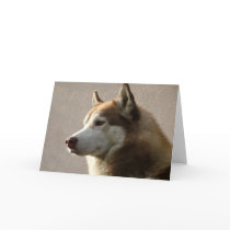 Alaskan Malamute Dog Photograph Greeting Cards