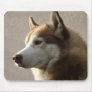 Alaskan Malamute Dog Photograph Mousepad
