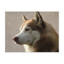 Alaskan Malamute Dog Photograph Postcards